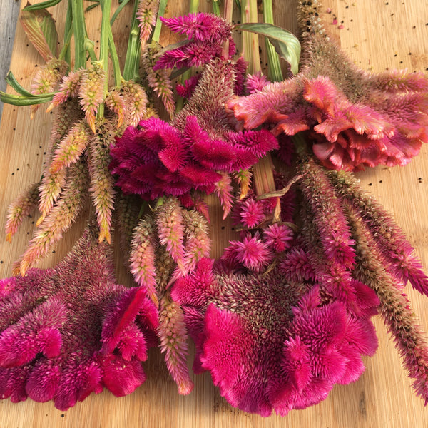Un assortiment vibrant de 5 x fleurs de crête de coq Mélange Célosia aux textures riches et aux panaches délicats affichés sur une surface en bois par Tourne-Sol.