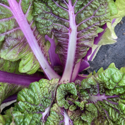 Image en gros plan de feuilles de blettes Tourne-Sol fraîches et vibrantes avec des surfaces vertes froissées et des tiges violettes frappantes, parfaites pour les mélanges de salades.