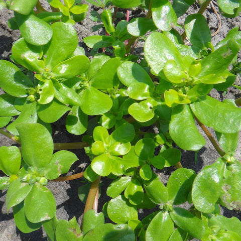 Une petite plante de Pourpier Doré aux feuilles vertes poussant dans la terre par Tourne-Sol.