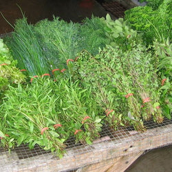 Organic Herb Seeds