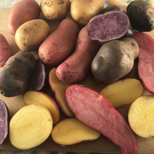 Semences de patates biologiques