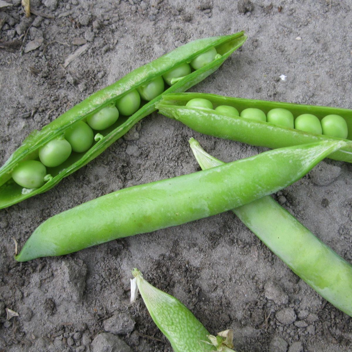 Les gousses de petits pois verts frais de la gamme « Pois à Écosser - semences bio » de Tourne-Sol sont ouvertes sur le sol, révélant à l&#39;intérieur des petits pois ronds. Certaines gousses uniformes entières ne sont pas pelées, mettant en valeur leur aspect lisse et vert vif. Le fond terreux met en valeur la couleur vibrante de ces pois verts.