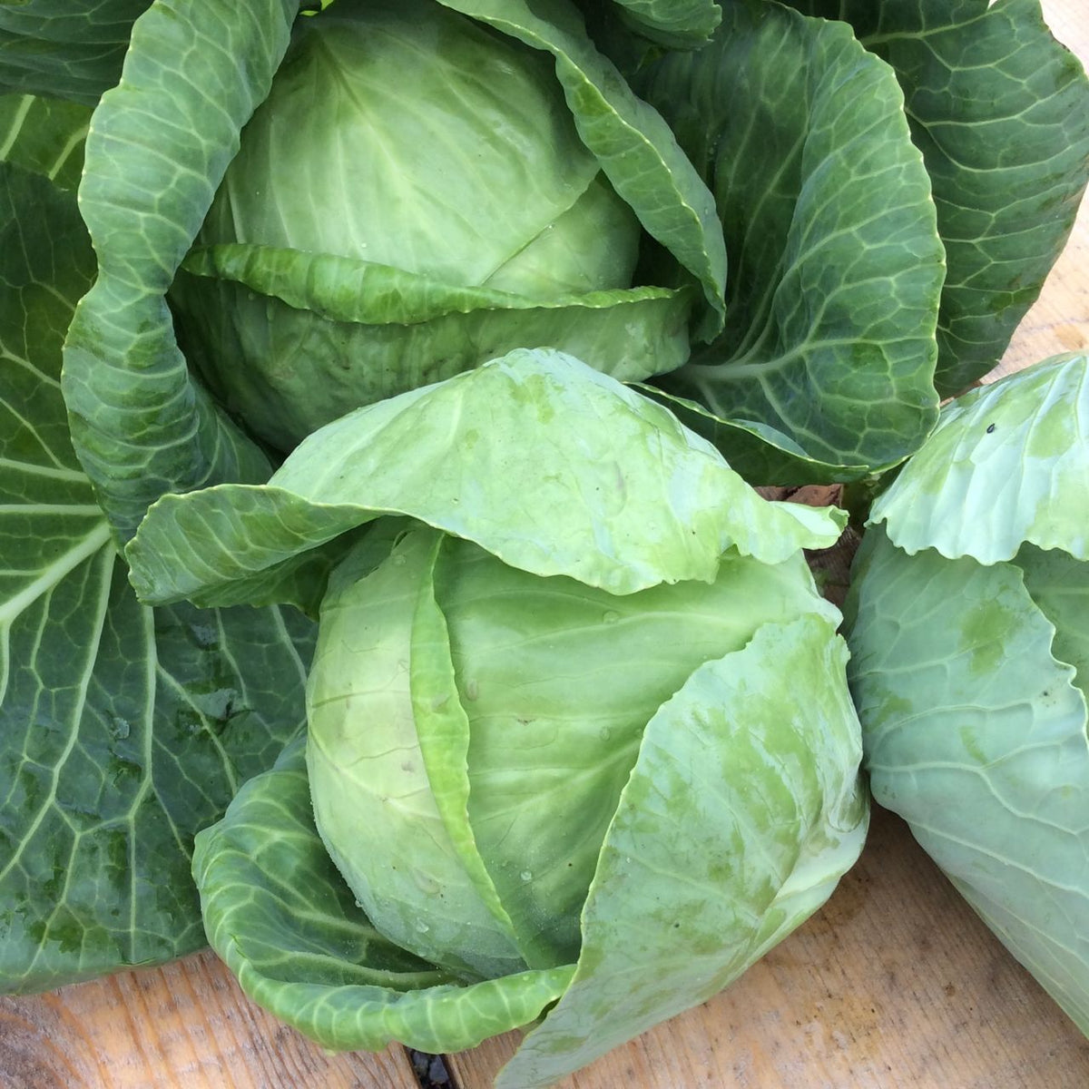 Le chou vert Golden Acre - semences bio de Tourne-Sol est présenté sur une surface en bois. Les choux présentent des feuilles vertes vibrantes et serrées, ressemblant à un petit chou et mettant en valeur leur récolte fraîche et saine, parfaite pour savourer pendant leur saison courte.