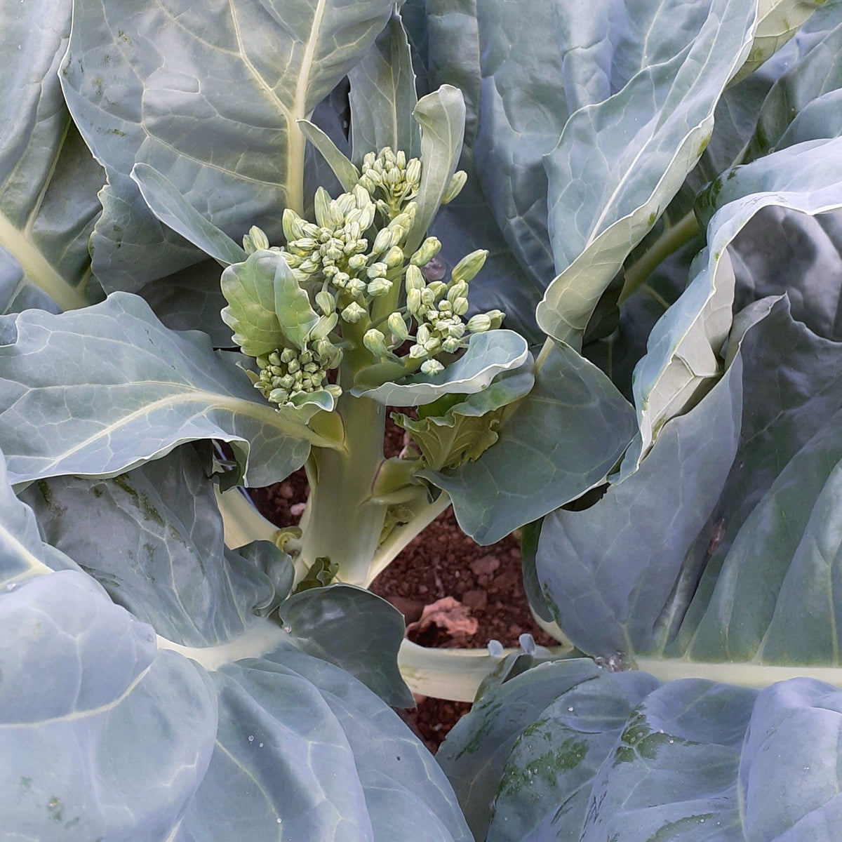 Un gros plan de la plante Gai Lan Blue Star de Tourne-Sol met en valeur ses grandes feuilles texturées et un groupe central de petits boutons floraux verts qui prospèrent dans le sol. La disposition compacte des petites fleurs vertes suggère qu&#39;elles sont aux premiers stades de croissance, soulignant la croissance rapide de la plante.