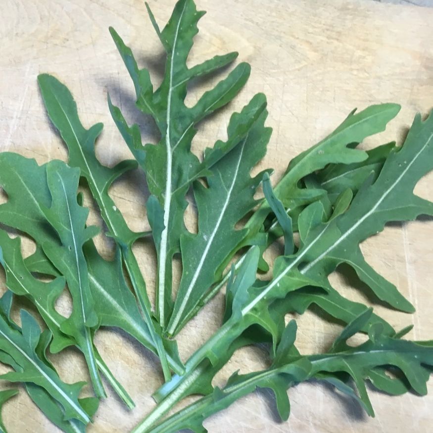 Gros plan de Roquette Sauvage Sylvetta - semences bio de Tourne-Sol sur une surface en bois, avec les feuilles vertes et dentelées étalées pour mettre en valeur leur forme unique et leur couleur vibrante, capturant leur goût poivré distinct à chaque regard.