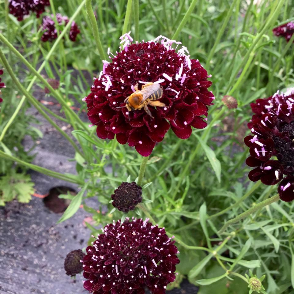 Black Knight Scabiosa - organic seeds