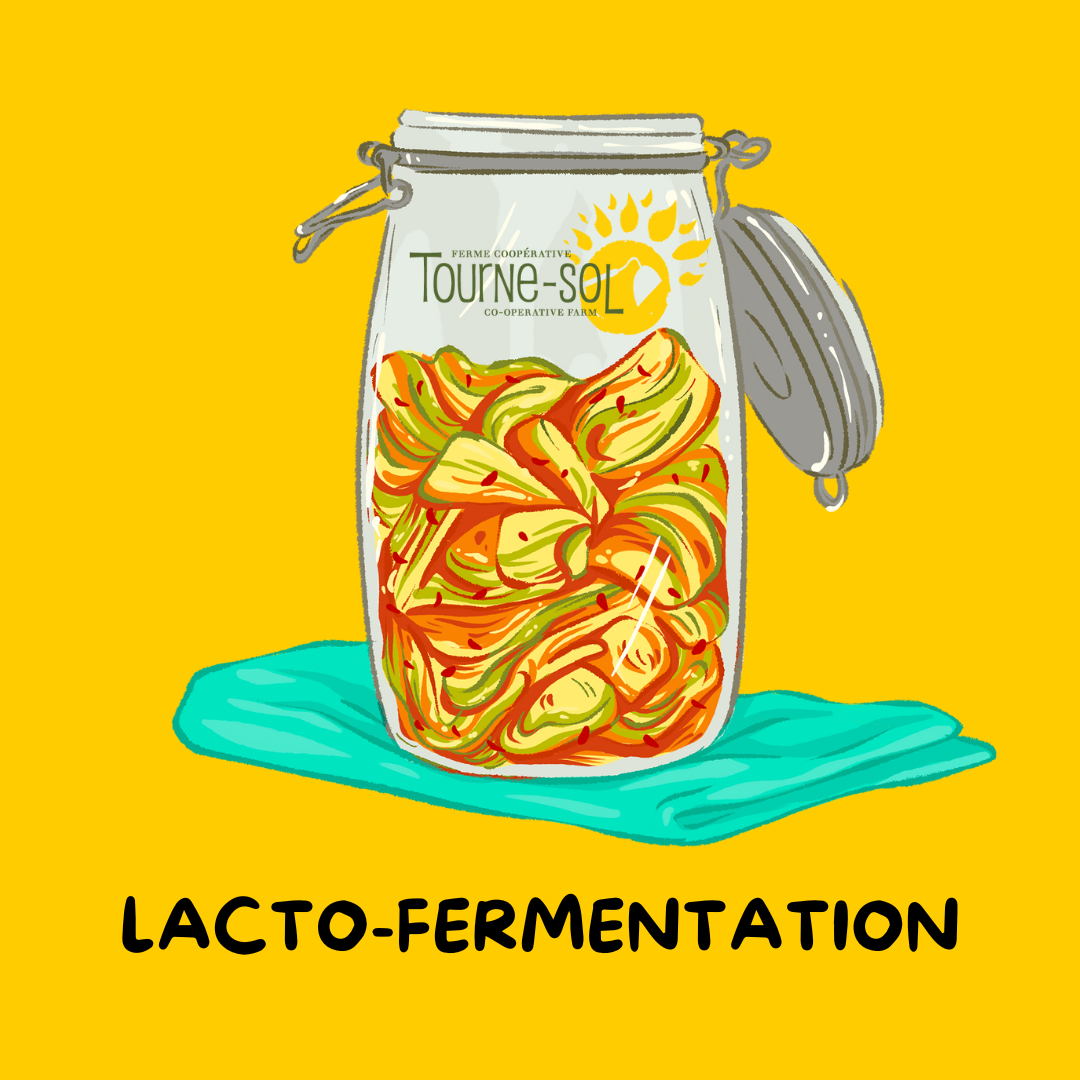 Une image représente un bocal rempli de légumes fermentés posé sur un tissu, orné de l'étiquette « Tourne-Sol ». Le fond jaune vif met en valeur le texte en dessous : « *Collection - Lacto-Fermentation », mettant en avant la conservation artisanale des légumes.