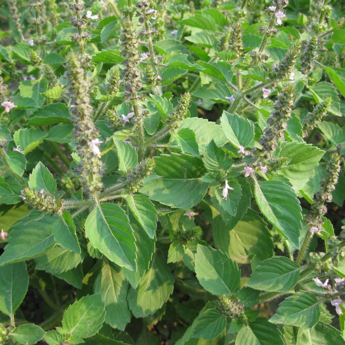 Sacred Basil - organic seeds