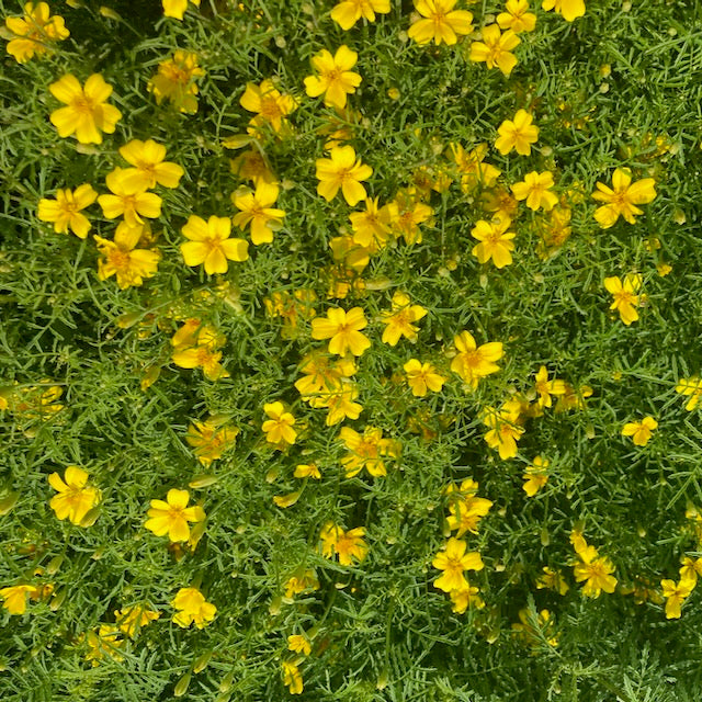 Un gros plan montre les fleurs éclatantes de Tagète Citron Lemon Gem de Tourne-Sol, densément regroupées au milieu d&#39;un feuillage vert. Chaque fleur jaune vif, témoignage de la qualité de la semence bio, présente cinq pétales, créant un motif joyeux sur l&#39;image.