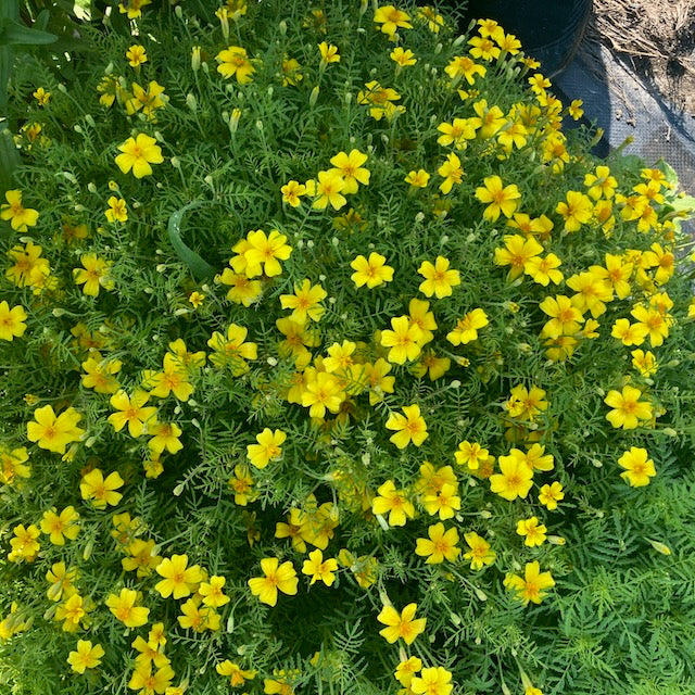 Une exposition vibrante de Tagète Citron Lemon Gem - semences bio de Tourne-Sol, avec des fleurs jaune vif aux pétales délicats, prospère sur un feuillage vert luxuriant dans un cadre extérieur naturel.