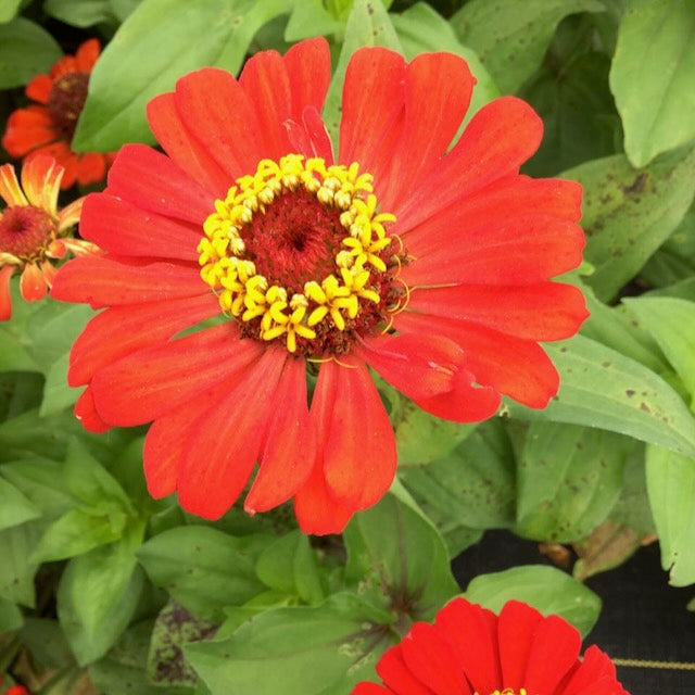 Un Zinnia Gift - semences bio de Tourne-Sol, aux couleurs vives et aux fleurs rouges, avec un anneau jaune de petites fleurs en son centre, est entouré de feuilles vertes luxuriantes. Les pétales larges et régulièrement espacés créent un contraste saisissant avec la verdure.