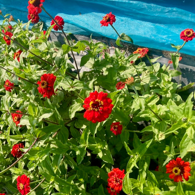 Le Zinnia Gift - Semences Bio de Tourne-Sol s&#39;épanouit avec des fleurs rouges vibrantes et des feuilles vertes sur une bâche bleue, leurs pétales brillants au soleil pour un affichage vivant.