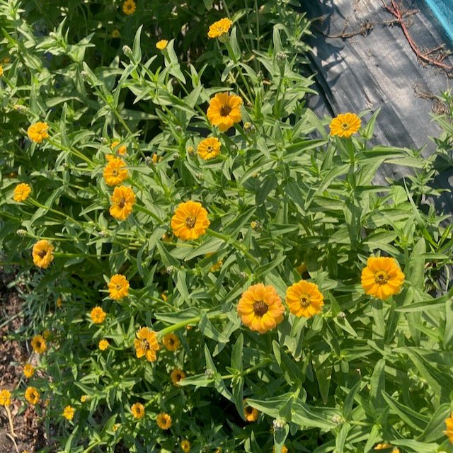 Une grappe vibrante de fleurs orange du Zinnia du Pérou Jaune - semences bio de Tourne-Sol pousse à côté d&#39;une surface en bois ou en pierre, évoquant un jardin antique. La lumière du soleil met en valeur ces fleurs simples, projetant des ombres délicates.