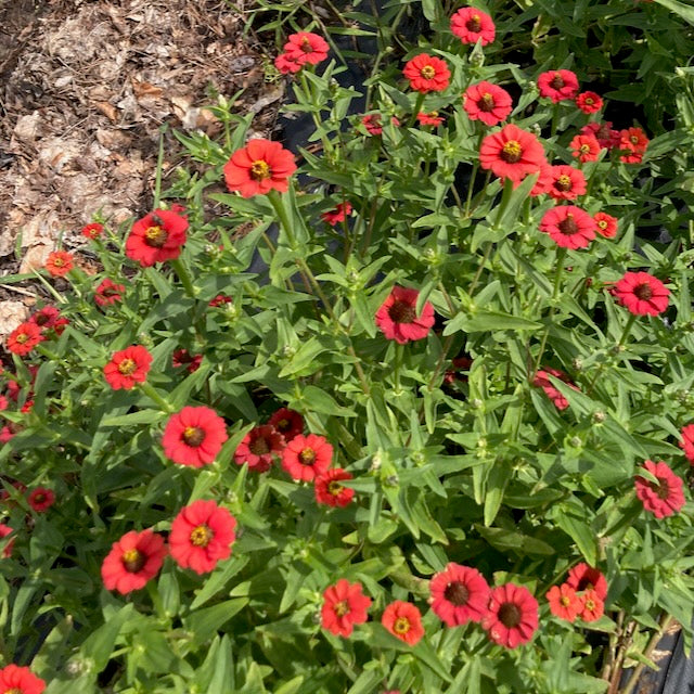 Une exposition vibrante de Zinnia du Pérou Rouge semences bio de Tourne-Sol présente des zinnias rouges luxuriants avec des feuilles vertes sur un paillis brun sec, avec de petites fleurs simples abondantes créant un contraste saisissant.