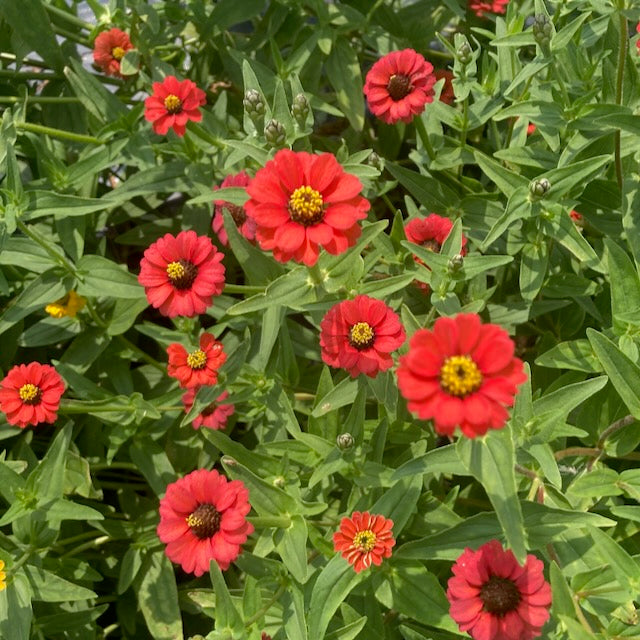 Un bouquet vibrant de Zinnia du Pérou Rouge de Tourne-Sol, aux coeurs jaunes et aux feuilles vertes luxuriantes, orne le jardin. La lumière du soleil met en valeur leurs couleurs vives, créant une atmosphère vivante et joyeuse.