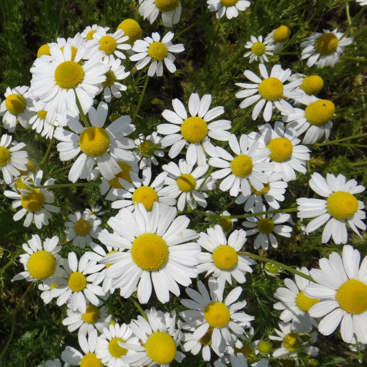 German Chamomile  - organic seeds