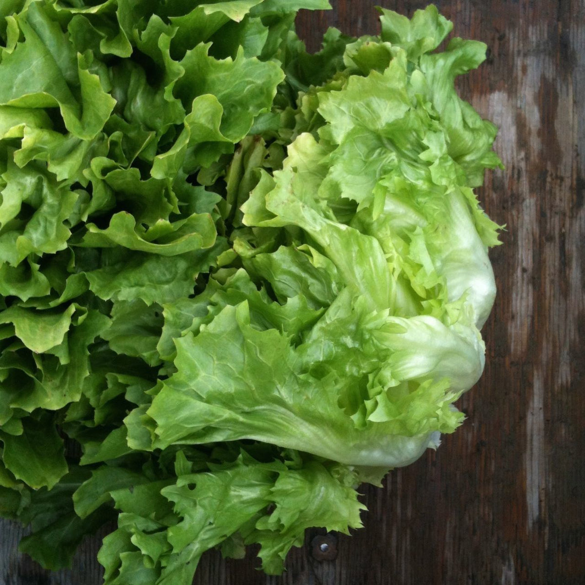 Coral Escarole - organic seeds