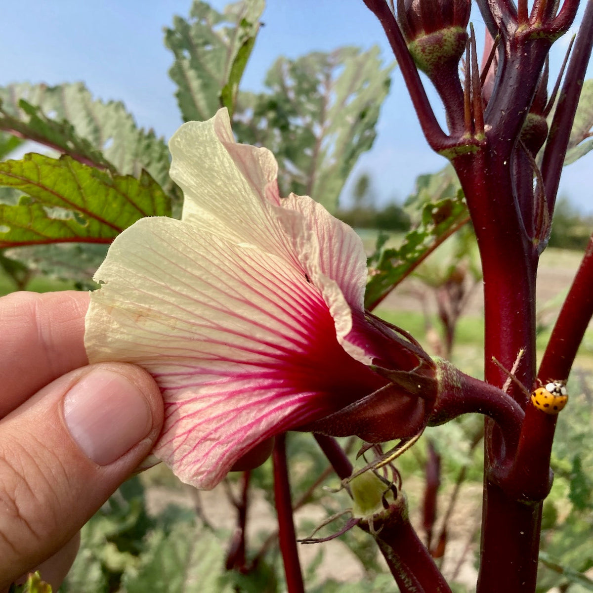 Okra Rouge Burgundy - semences bio