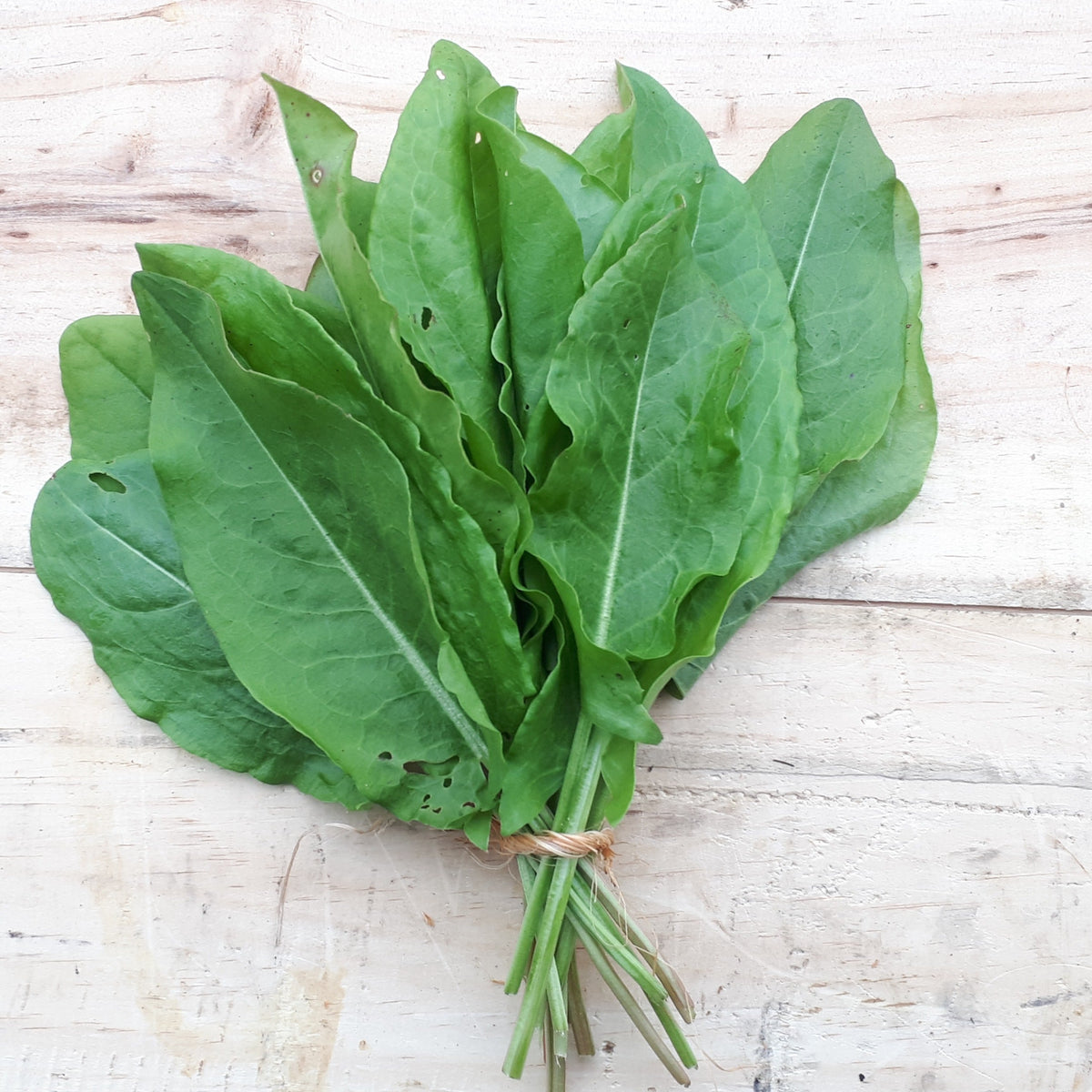 Garden Sorrel  - organic seeds