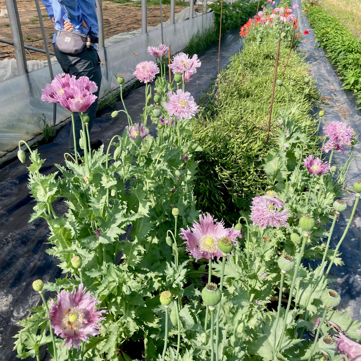 Une personne se tient dans un jardin de verdure luxuriante baigné de soleil, où les coquelicots Pavots Clair de Lune de Tourne-Sol fleurissent avec des nuances de rose et de violet.