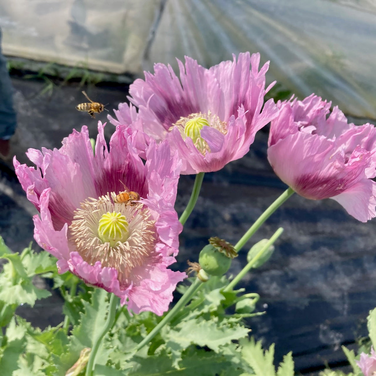 Au jardin, les Pavots Clair de Lune - semences bio s&#39;épanouissent élégamment avec leurs pétales froncés, tandis que les abeilles de la ruche Tourne-Sol bourdonnent autour d&#39;elles pour récolter du pollen. Une serre translucide se profile doucement en arrière-plan, ajoutant un mystère subtil à la scène.