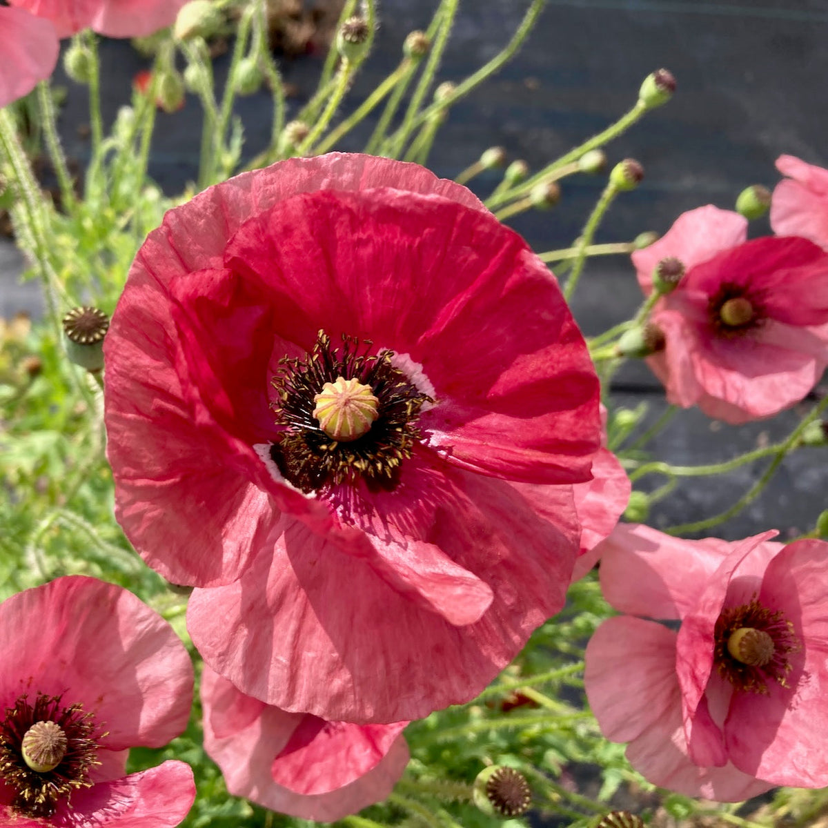 Un gros plan du Coquelicot La Vie En Rose - semences bio de Tourne-Sol, aux couleurs vives, montre des pétales délicats et des centres sombres sur un fond vert flou. Le plus grand coquelicot est au premier plan, tandis que les autres et leurs tiges sont légèrement flous, laissant deviner une légère brise.