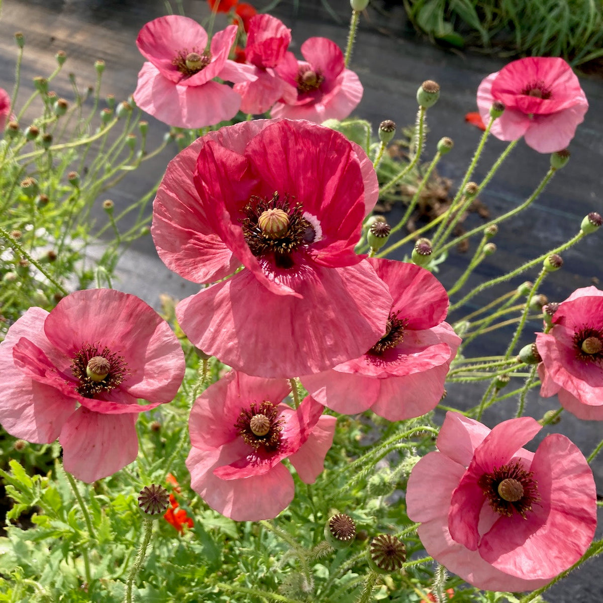 Le Coquelicot La Vie En Rose - semences bio de Tourne-Sol met en valeur des coquelicots roses vibrants aux pétales délicats et ondulés, regroupés avec des tiges et des bourgeons verts. La lumière du soleil met en valeur leur texture, projetant des ombres douces et créant une scène florale animée rappelant les coquelicots crépusculaires.