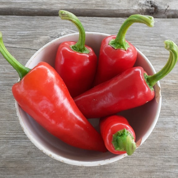 Gorria Hot Pepper - organic seeds