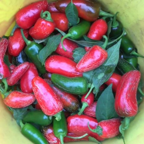 Early Jalapeño Hot Pepper - organic seeds