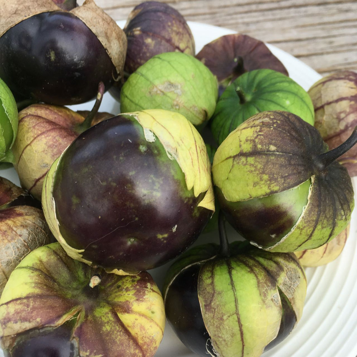 Tomatillo Mauve - semences bio