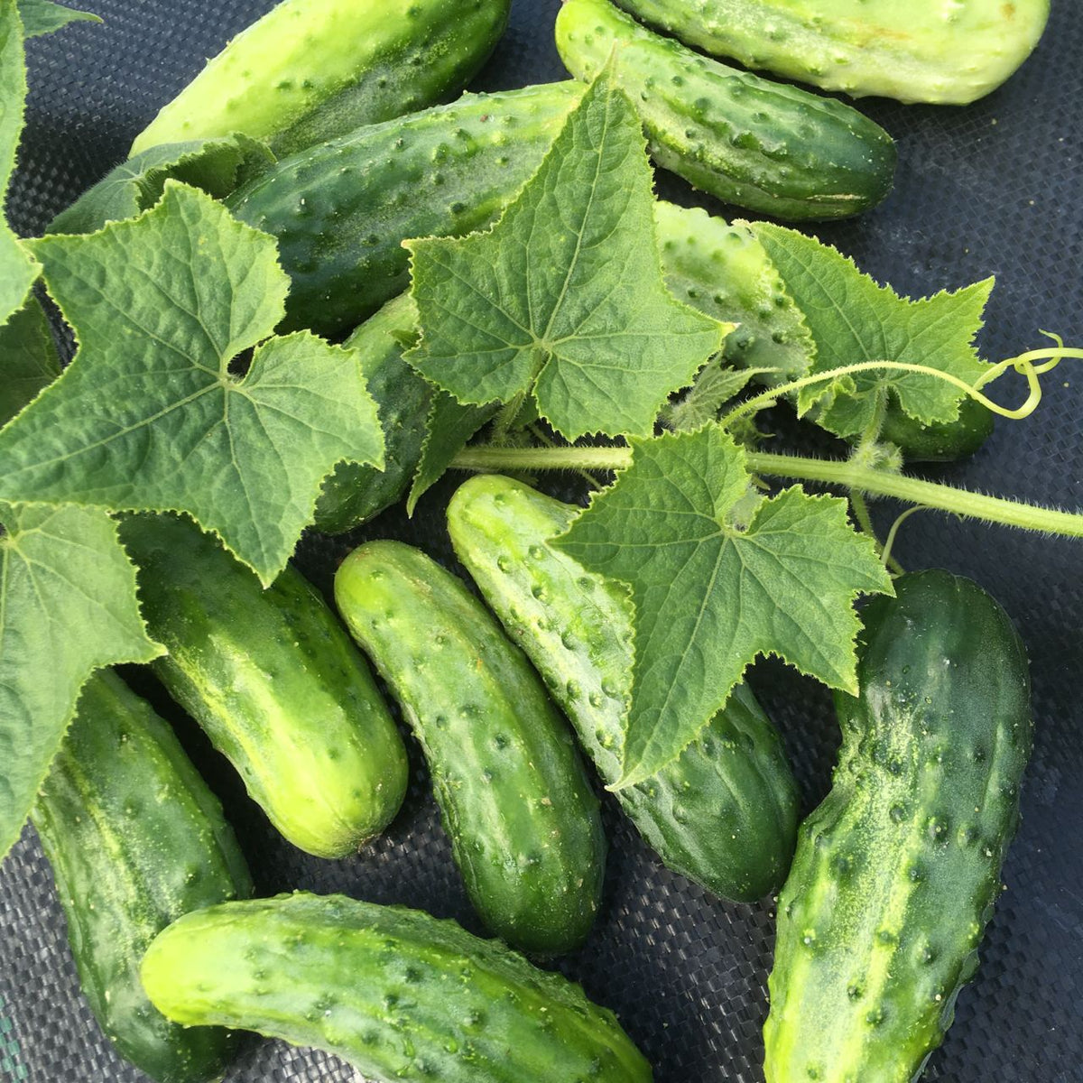 H-19 Little Leaf Pickling Cucumber  - organic seeds