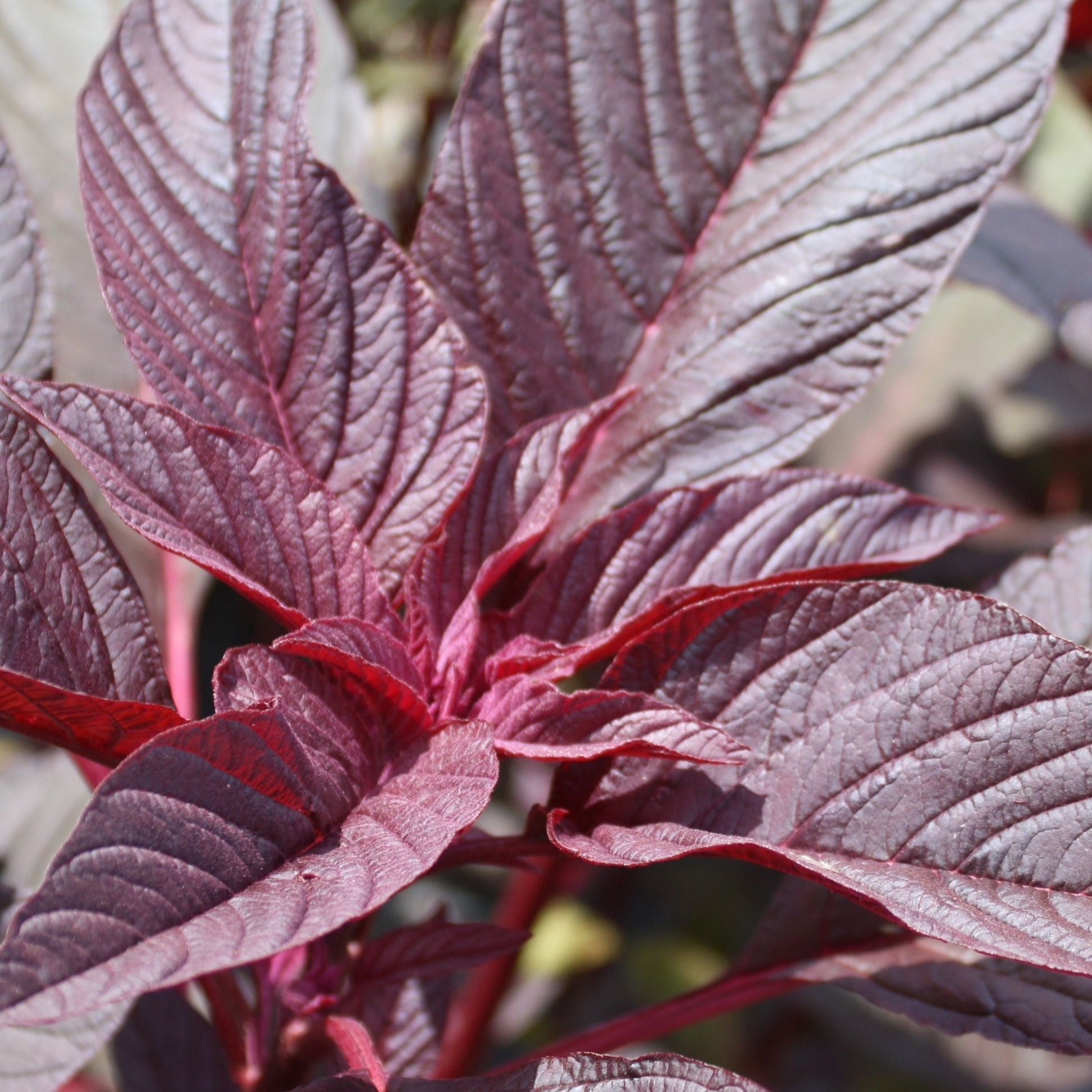 Un gros plan d'une plante Tourne-Sol Amaranthe Hopi Red Dye avec des feuilles violettes.