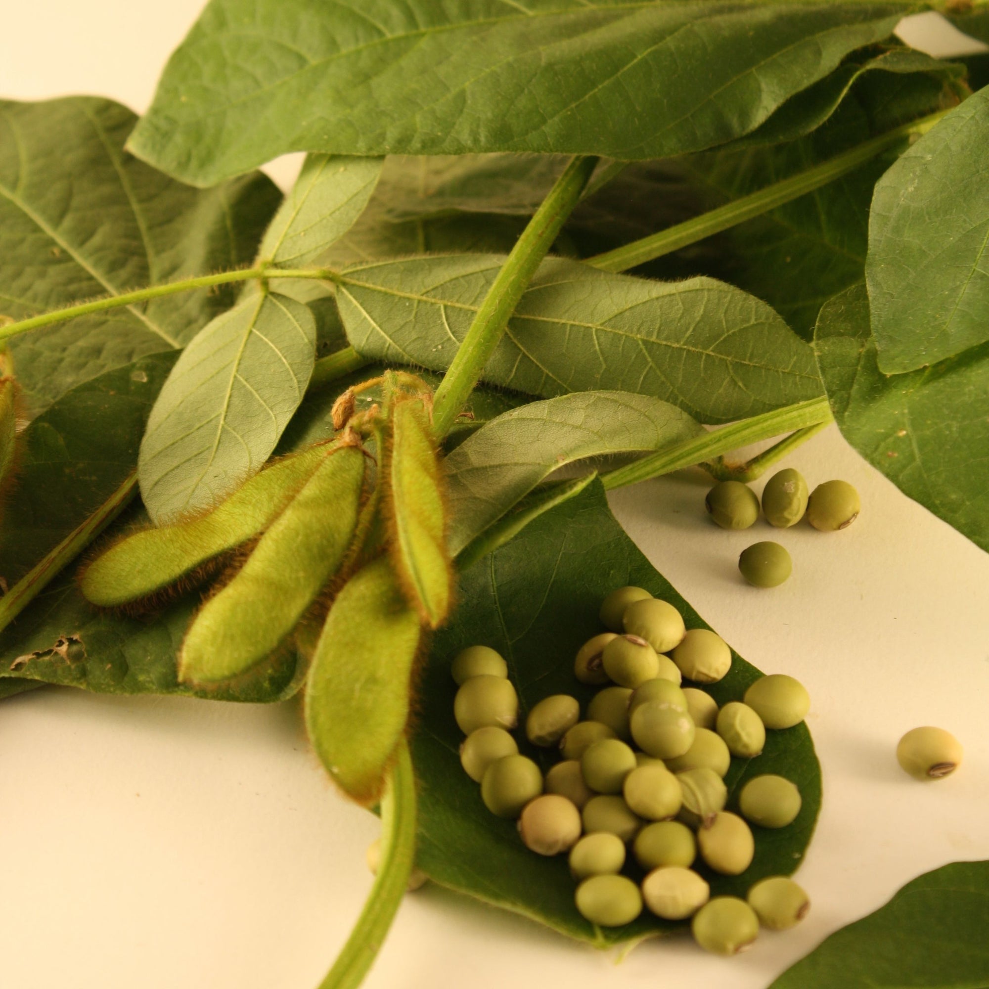 Un tas de haricots et de feuilles Fève de Soja Edamame Envy sur une surface blanche. (Mots clés : Fève de soja, edamame)
Marque : Tourne Sol