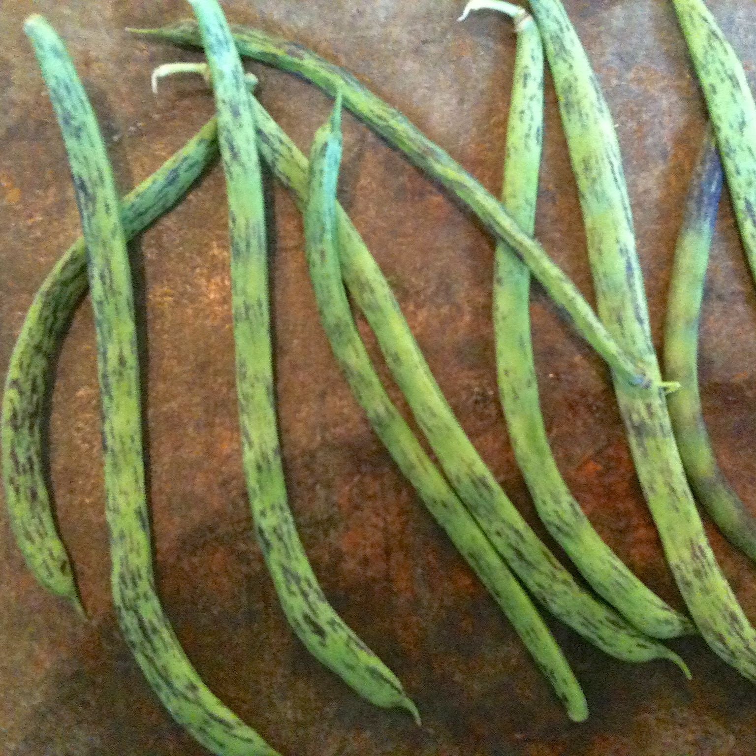 Un groupe de haricots verts Haricot Grimpant Rattlesnake sur une plaque à pâtisserie. Marque : Tourne-Sol.