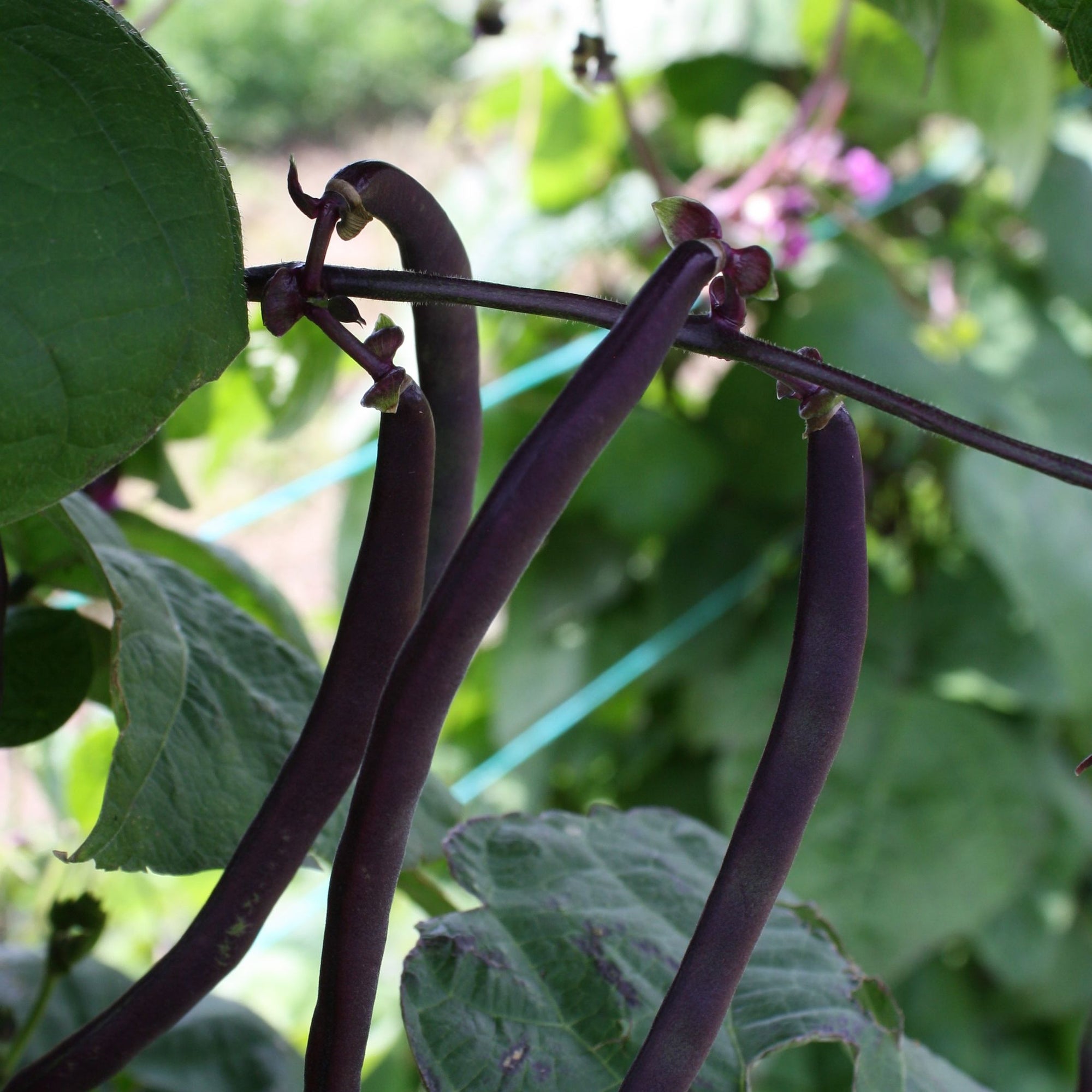 Un gros plan d'une plante Tourne-Sol Haricot Grimpant Violet Blue Coco aux feuilles vertes vibrantes.