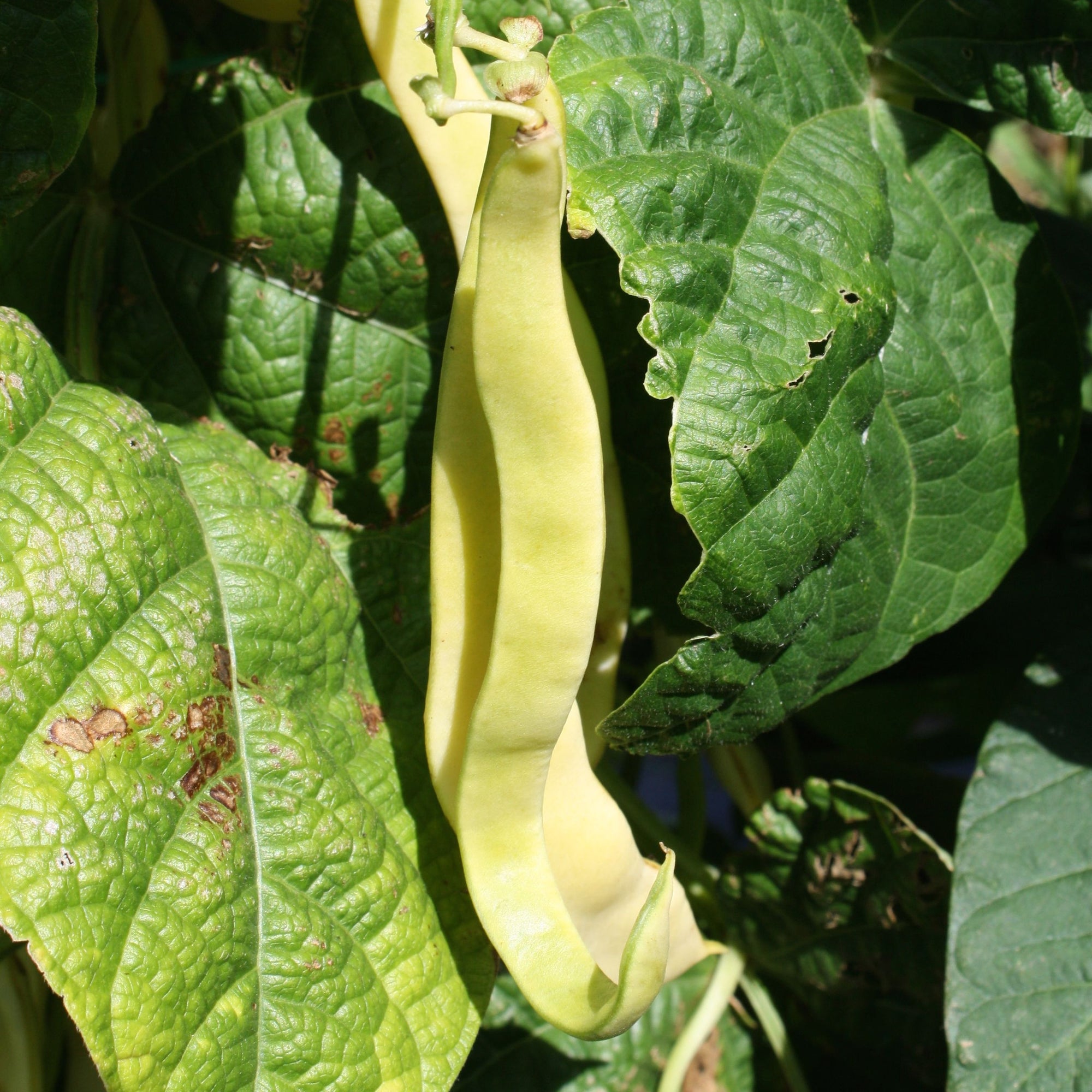 Un tas de haricots jaunes Haricot Grimpant Jaune Gold Marie poussant sur une plante.