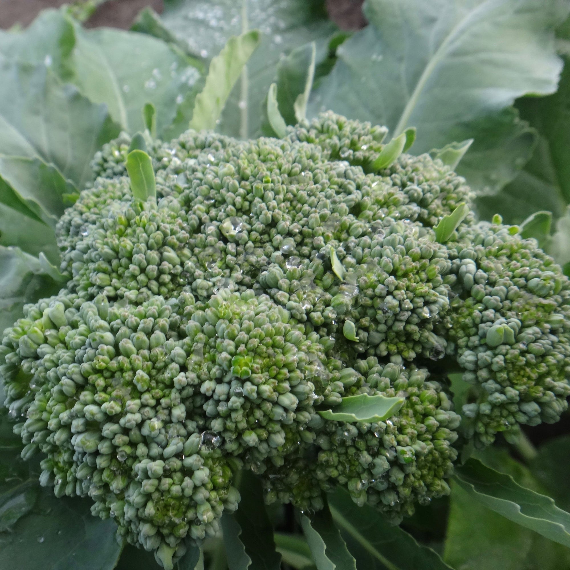 Gros plan d'une plante de Brocoli De Cicco avec des ramifications plus petites, de la marque Tourne-Sol.