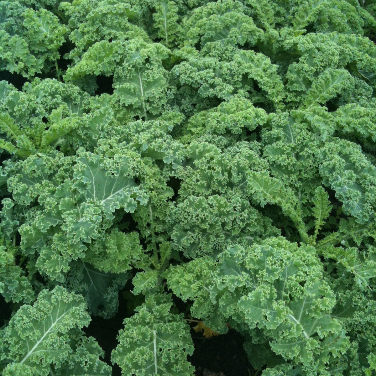 Gros plan d&#39;un champ luxuriant de Kale Vates - semences bio par Tourne-Sol, avec des feuilles frisées se chevauchant les unes les autres, créant un tapis dense de feuilles délicieuses.