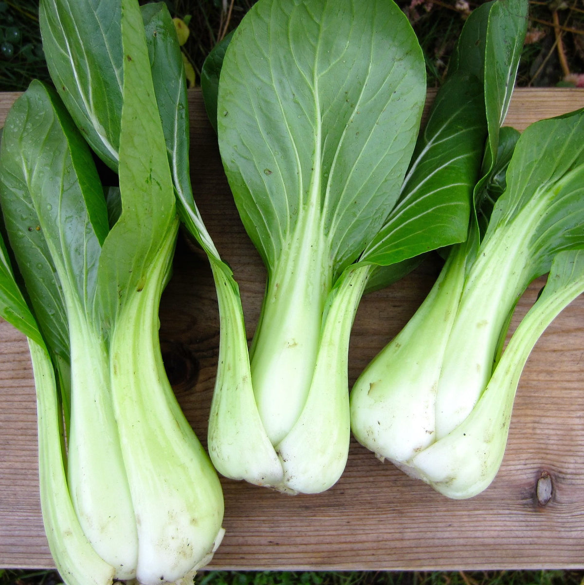 Trois Bok Choy Shanghai Green de Tourne-Sol pour salades ou sautés.