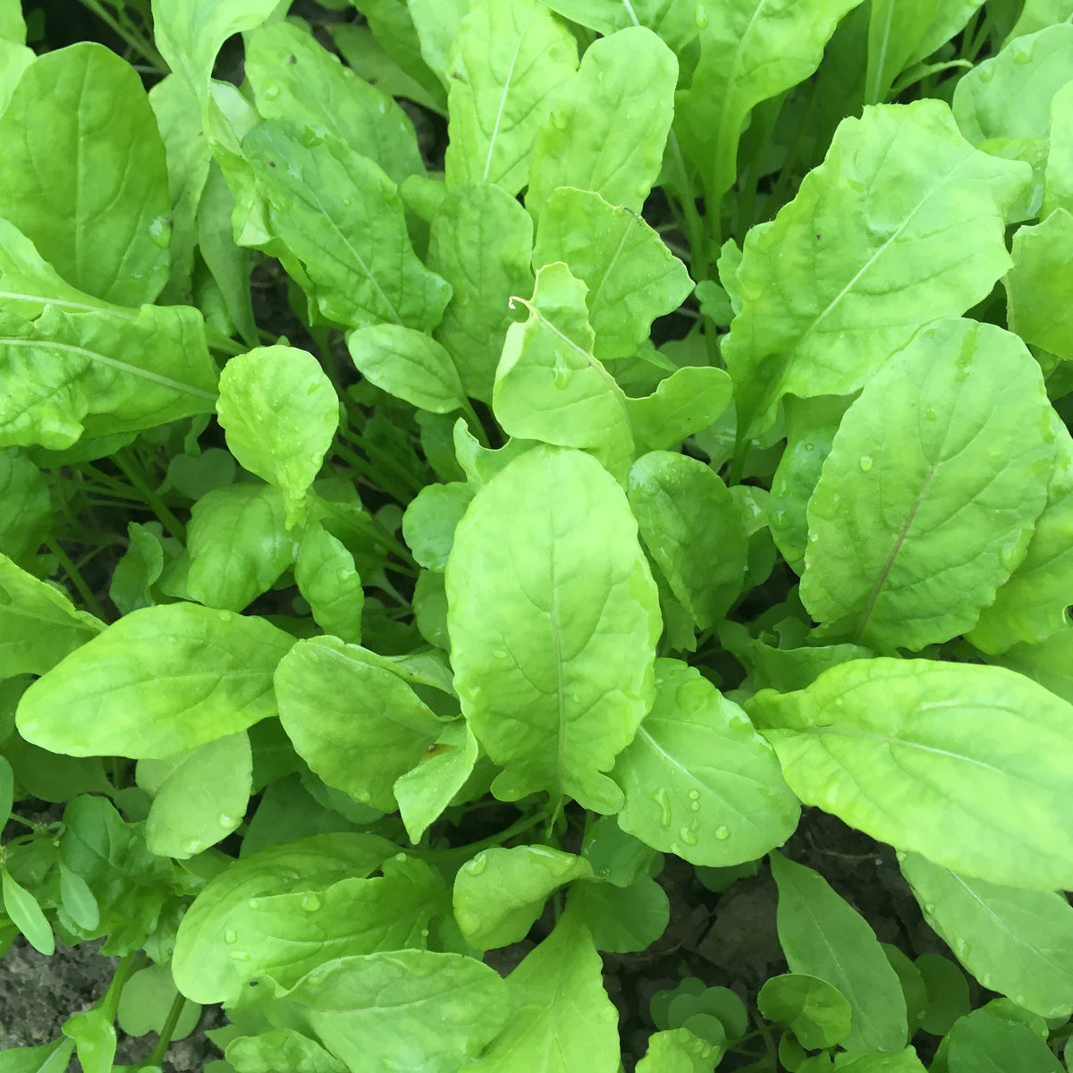 Gros plan d&#39;un bouquet de feuilles de Tourne-Sol Roquette à l&#39;arôme piquant et verdurette.