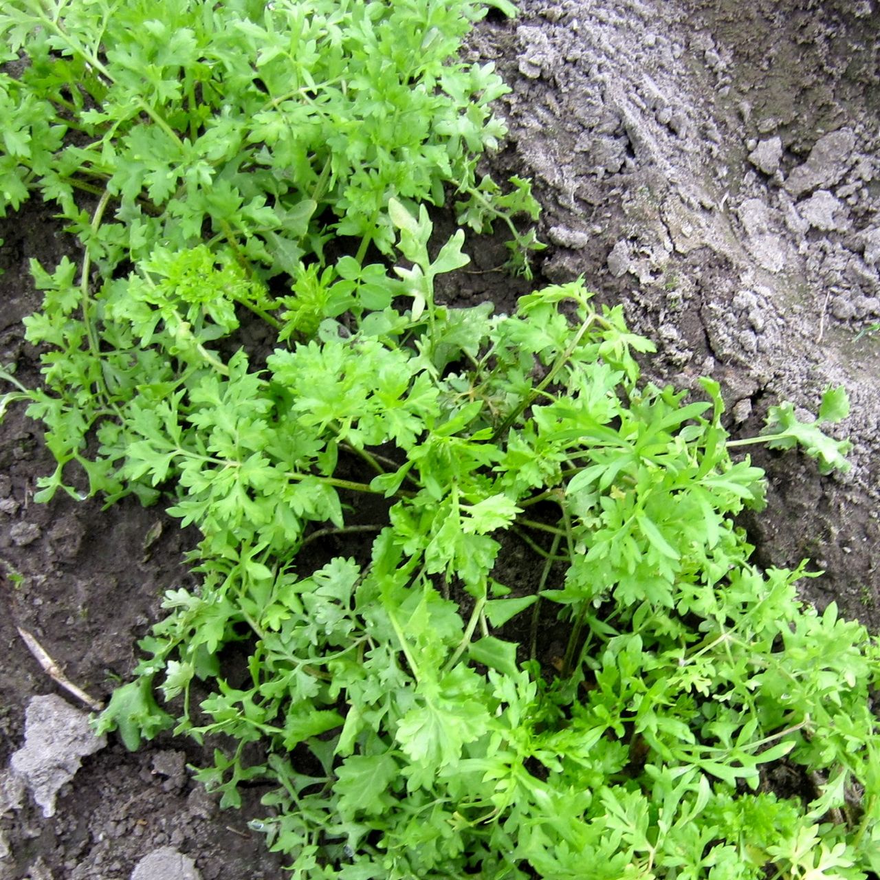 Gros plan de plantes Cresson Alénnois vertes et vibrantes poussant dans un sol sombre et humide. Les feuilles délicates et en dentelle s'étalent, mettant en valeur la croissance fraîche et saine de l'herbe. Connu pour sa saveur piquante, ce massif de jardin bien entretenu laisse présager de futures délicieuses salades.