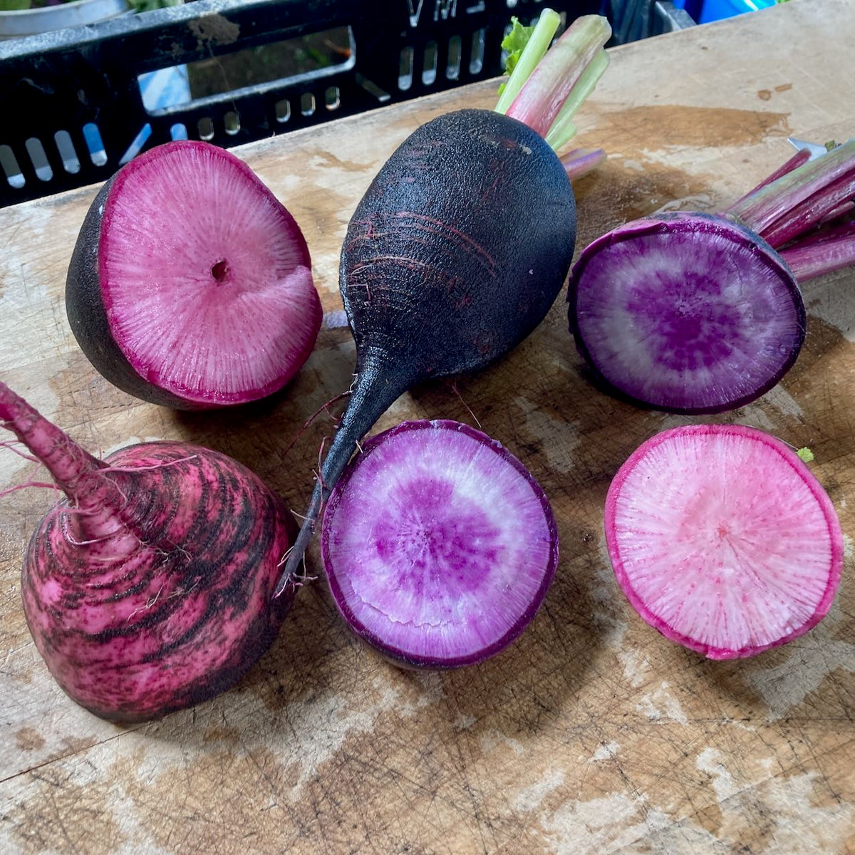 Le Radis d&#39;hiver Écarlate Noir de Tourne-Sol est un légume vibrant et délicieux. Sa couleur violet foncé en fait un ajout visuellement attrayant à n&#39;importe quel plat. Gorgé de nutriments, le Radis d&#39;hiver Écarlate Noir de Tourne-Sol offre de nombreux bienfaits pour la santé. Si