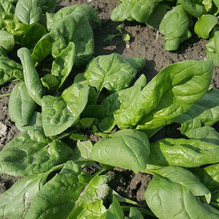 Les feuilles d&#39;épinards Verdil Tourne-Sol poussent dans un champ de terre, démontrant une tolérance au froid.