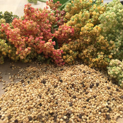 Une variété de graines et de fleurs Tourne-Sol Quinoa Arc-en-Ciel sur une table.