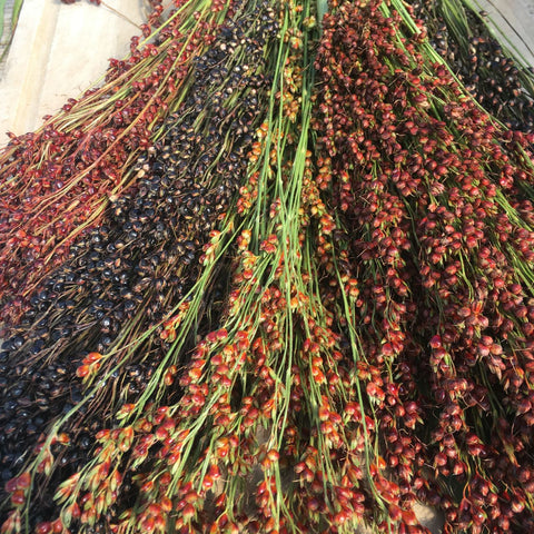 Sorgho à Balai Arc-en-Ciel Amish épis fraîchement récolté avec graines rouges et noires séchant sur une surface en bois par Tourne-Sol.