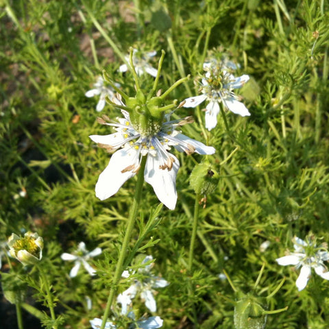 Une délicate fleur sauvage blanche aux multiples pétales et au centre vert proéminent, nichée parmi la Nigelle Cumin Noir de Tourne-Sol sous la lumière du jour.