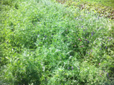 Hairy Vetch, certified organic - Cover Crop