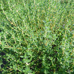Gros plan d'une plante Tourne-Sol à petites feuilles vertes, que l'on trouve couramment dans la région méditerranéenne.