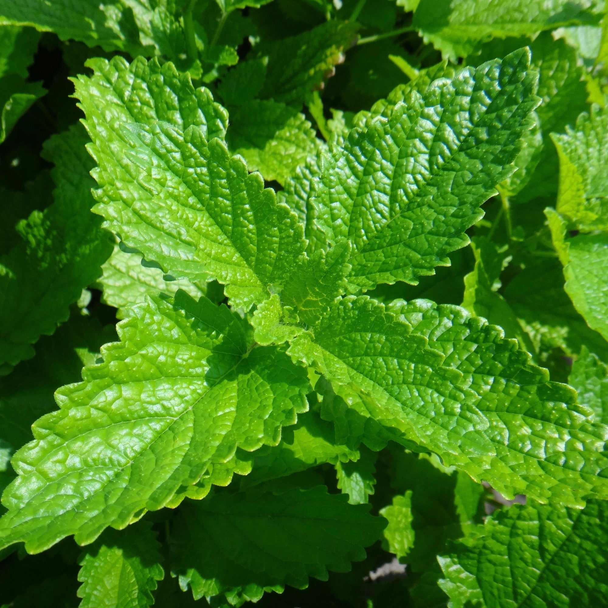 Gros plan d'une plante Tourne-Sol Mélisse aux feuilles vertes, connue pour ses tisanes et ses propriétés apaisantes.