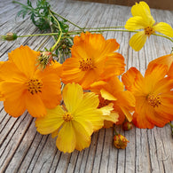 Un bouquet de fleurs Tourne-Sol Cosmos Sulfureux orange et jaune sur une table en bois dans un jardin de pollinisateurs.
